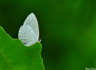 Kutsal Mavi (Celastrina argiolus)