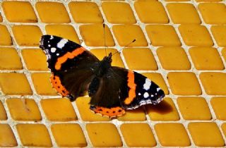 Atalanta&nbsp;(Vanessa&nbsp;atalanta)