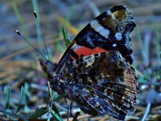 Atalanta (Vanessa atalanta)
