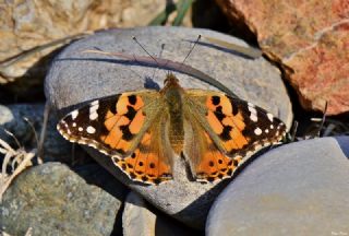 Diken Kelebei (Vanessa cardui)