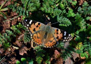 Diken Kelebei (Vanessa cardui)