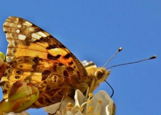 Diken Kelebei (Vanessa cardui)