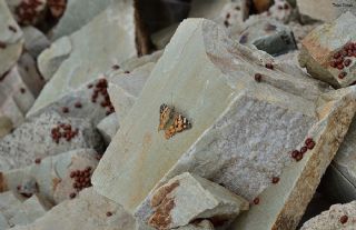 Diken Kelebei (Vanessa cardui)