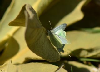Dağ Beyazmeleği (Pieris ergane)