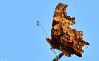 Y�rt�k P�rt�k&nbsp;(Inachis&nbsp;c-album)