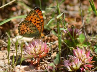 Niyobe (Fabriciana niobe)