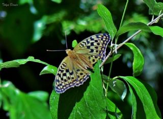 Byk nci (Fabriciana adippe)