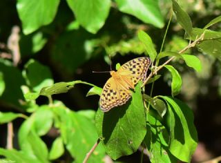 Byk nci (Fabriciana adippe)