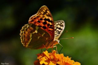 Bahadr (Argynnis pandora)