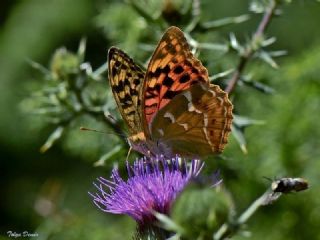 Cengaver (Argynnis paphia)