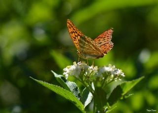 Cengaver (Argynnis paphia)
