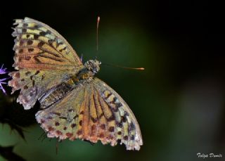 Bahadr (Argynnis pandora)