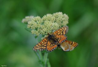 Nazuum (Euphydryas aurinia)