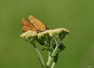 Nazuum (Euphydryas aurinia)