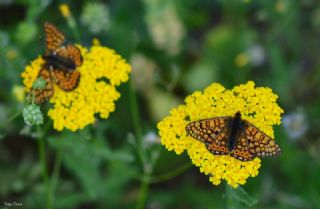 Nazuum (Euphydryas aurinia)