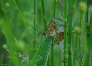 Nazuum (Euphydryas aurinia)