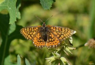 Nazuum (Euphydryas aurinia)