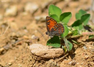 Akbes Gelincii (Tomares nesimachus)