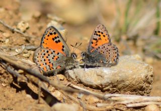 Akbes Gelinci�i&nbsp;(Tomares&nbsp;nesimachus)