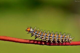 Benekli parhan (Melitaea didyma)