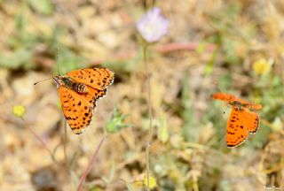 Benekli parhan (Melitaea didyma)