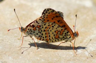 Benekli parhan (Melitaea didyma)