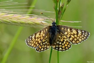 parhan (Melitaea cinxia)