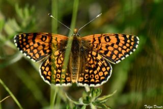 parhan (Melitaea cinxia)