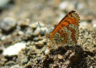 parhan (Melitaea cinxia)