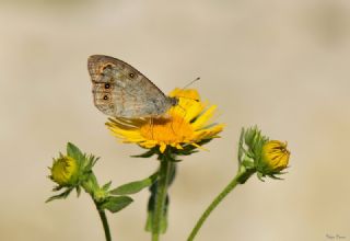 Esmerboncuk (Lasiommata maera)
