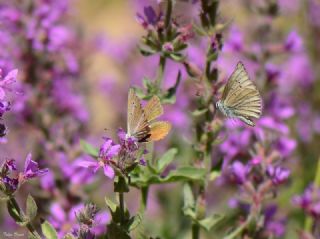 okgzl Anadolu Beyaz (Polyommatus menalcas)