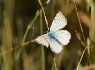 okgzl Anadolu Beyaz (Polyommatus menalcas)