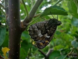 Anadolu Kzlmelei (Hipparchia pellucida)