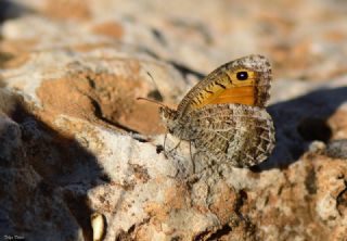 Seyit (Arethusana arethusa)