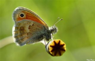 Kk Zpzp Perisi (Coenonympha pamphilus)