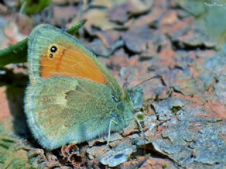 Kk Zpzp Perisi (Coenonympha pamphilus)