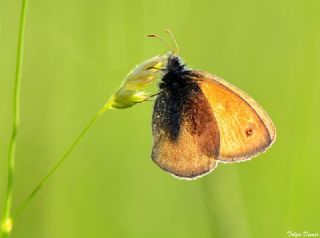 Kk Zpzp Perisi (Coenonympha pamphilus)