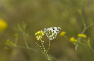Yeni Beneklimelek (Pontia edusa)