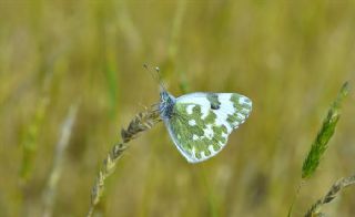 Yeni Beneklimelek (Pontia edusa)