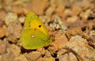 Sar Azamet (Colias croceus)