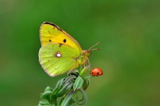 Sar Azamet (Colias croceus)