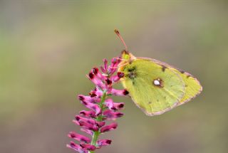 Sar Azamet (Colias croceus)