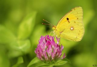 Sar Azamet (Colias croceus)