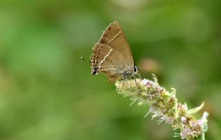 Gzel Sevbeni (Satyrium spini)