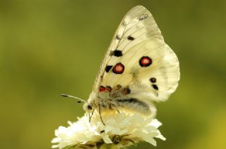 Apollo (Parnassius apollo)