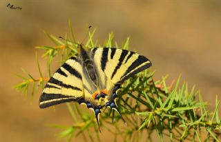 Erik Krlangkuyruk (Iphiclides podalirius)