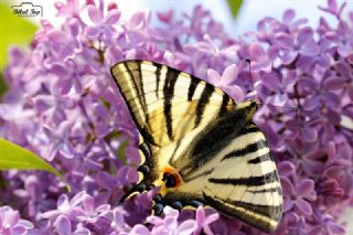 Erik Krlangkuyruk (Iphiclides podalirius)