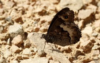 Kara Murat (Brintesia  circe)