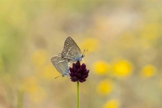 Minik Sevbeni (Satyrium acaciae)