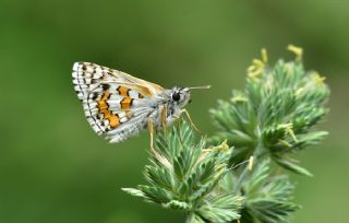 Sarbandl Zpzp (Pyrgus sidae)